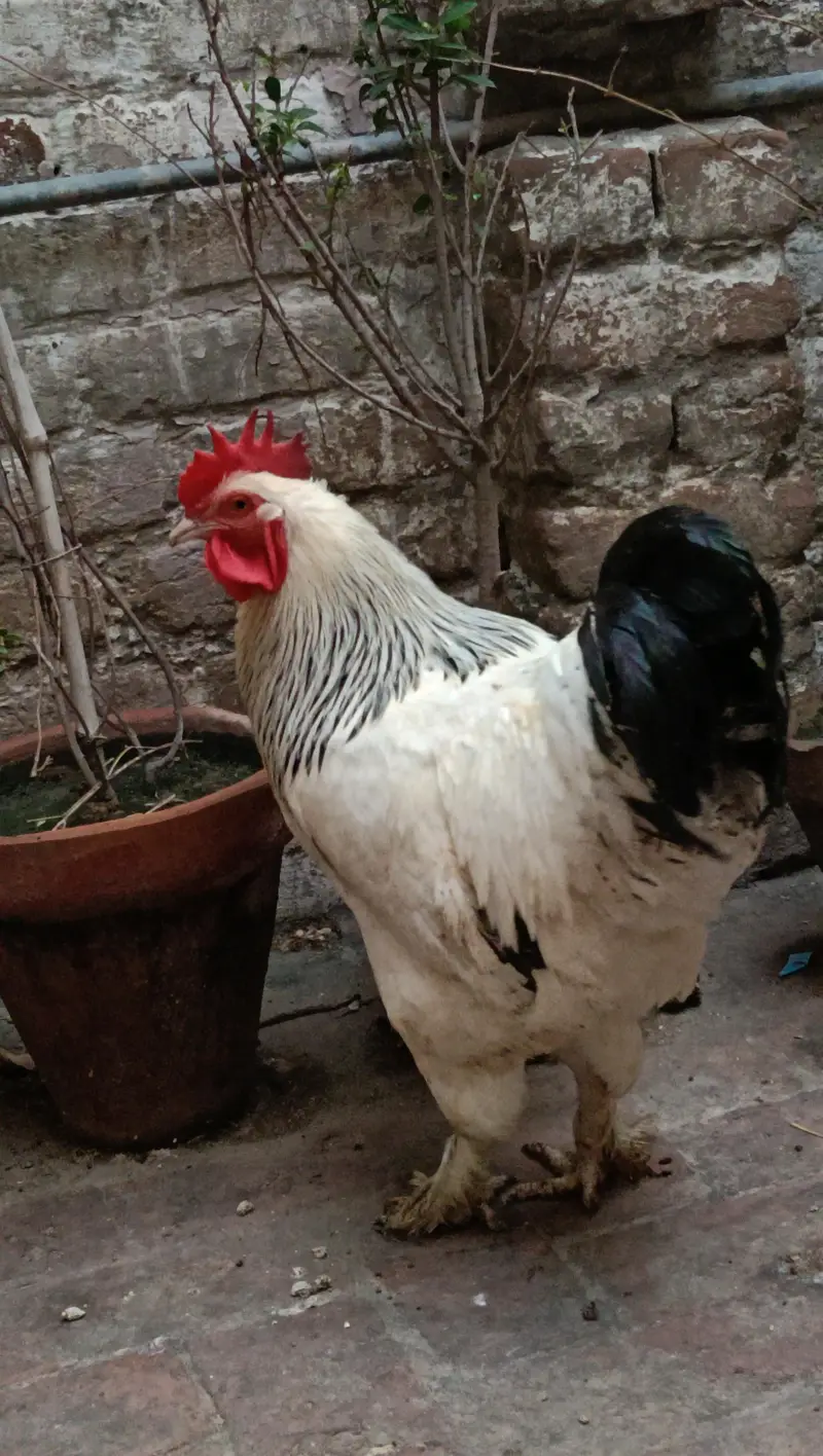 light brahma — photo 3