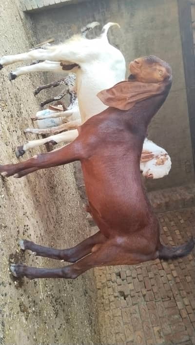 Top quality k heavy weight breeder bakry