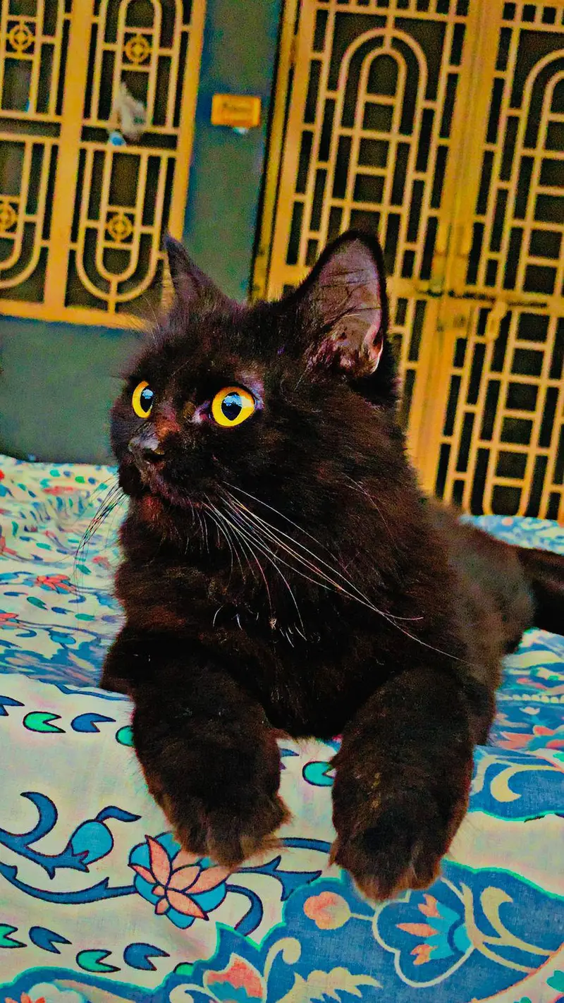 urgent sale — photo 4
