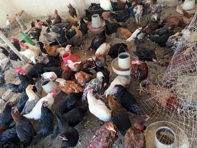 Australorp | Fayoumi | Golden Misri | Aseel desi Pullets