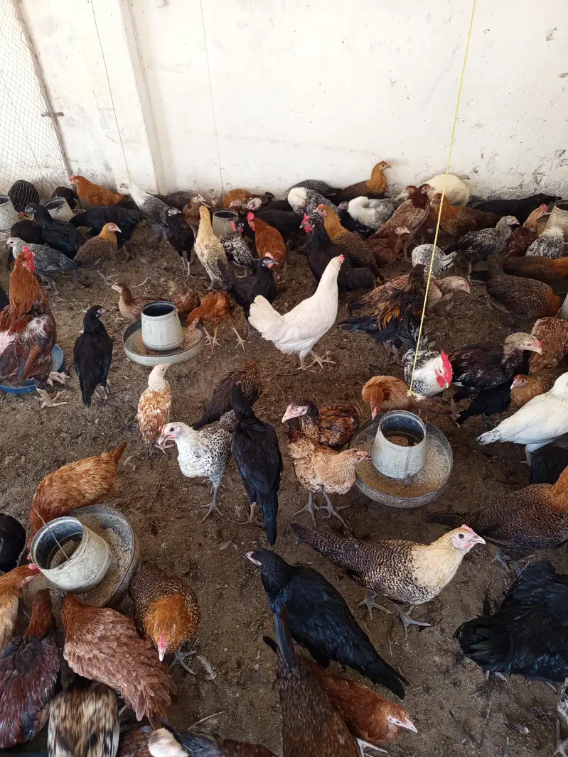 Australorp | Fayoumi | Golden Misri | Aseel desi Pullets — photo 2