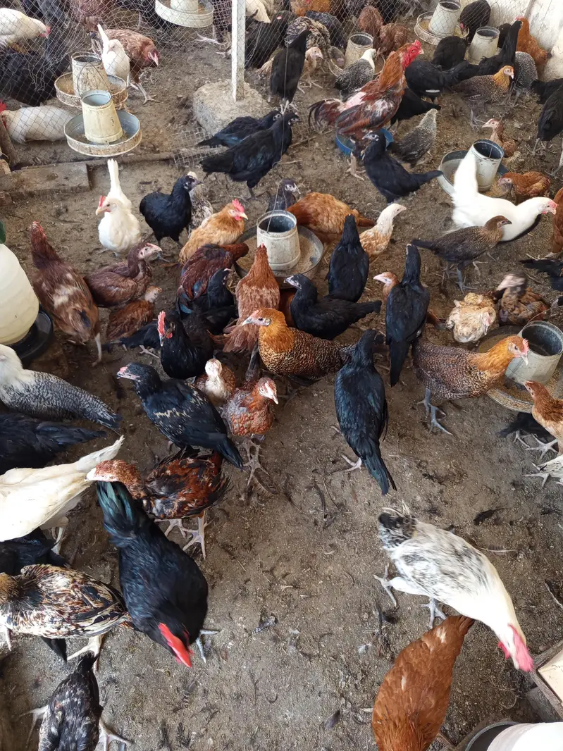 Australorp | Fayoumi | Golden Misri | Aseel desi Pullets — photo 3
