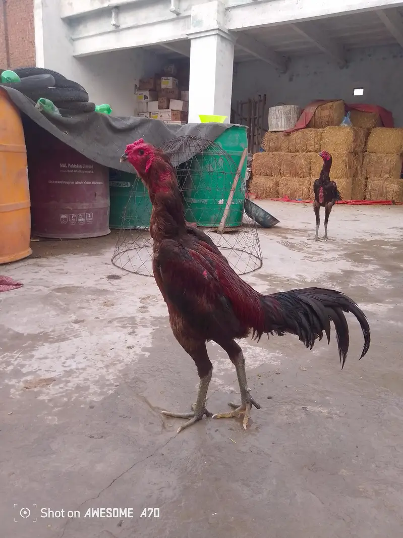 breeder — photo 3