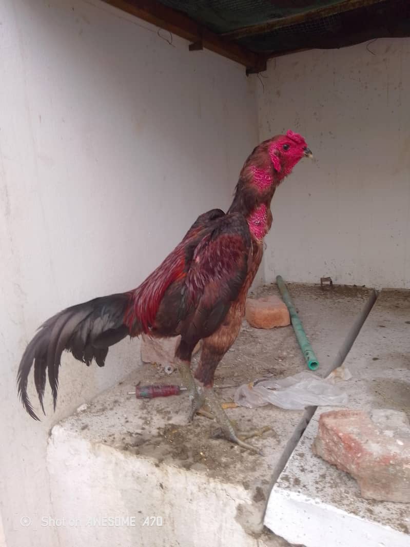 breeder 6