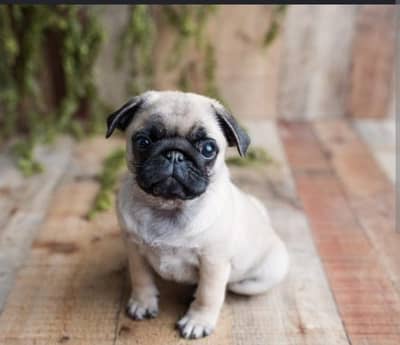 pug puppies pair