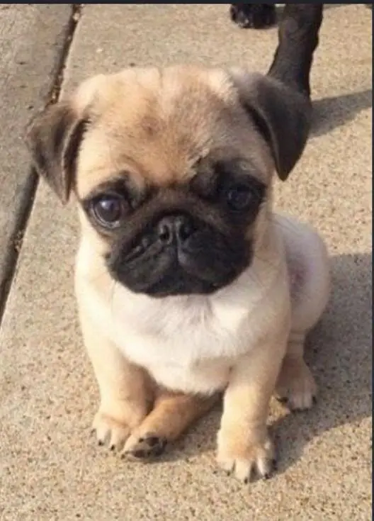 pug puppies pair — photo 2