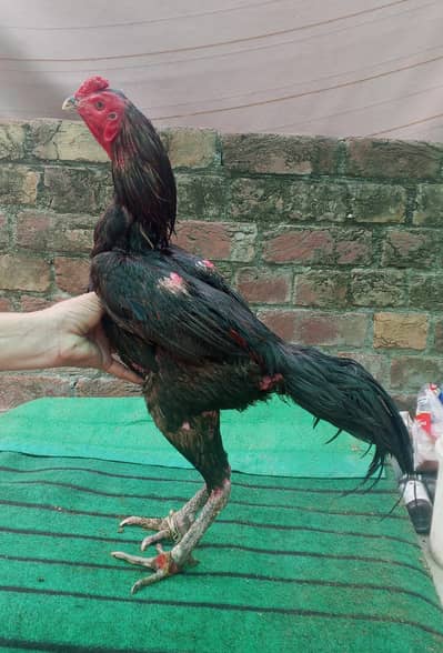 Thai Pakoy murgh