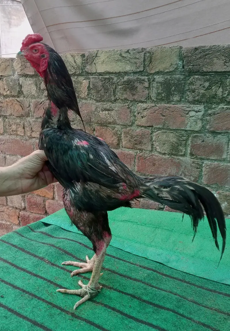Thai Pakoy murgh — photo 3