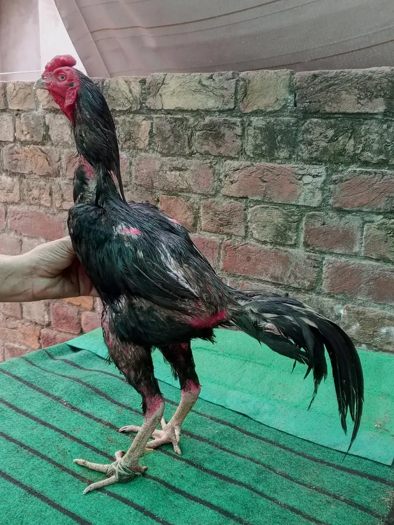 Thai Pakoy murgh — photo 4