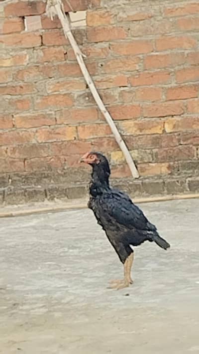 aseep murga murgiya