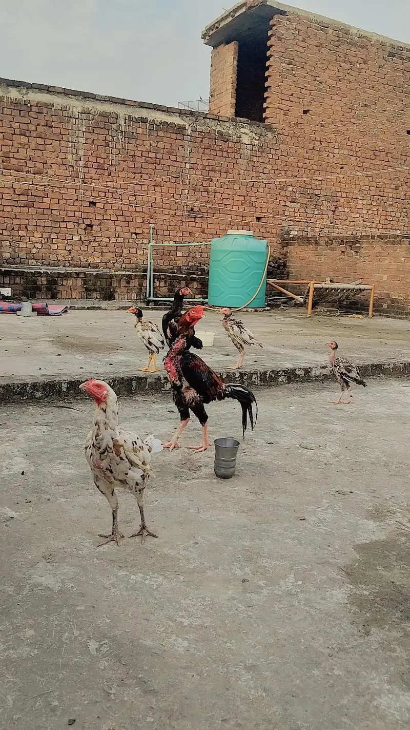 aseep murga murgiya — photo 3