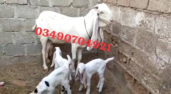 gulabi Bakri for sale