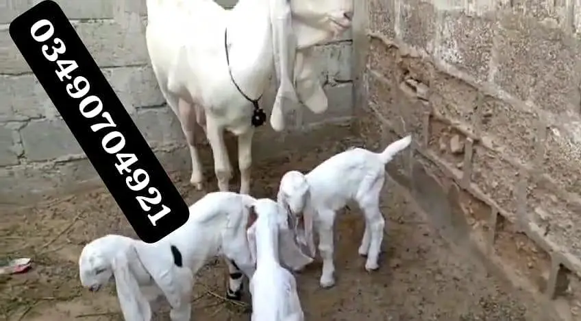 gulabi Bakri for sale — photo 2