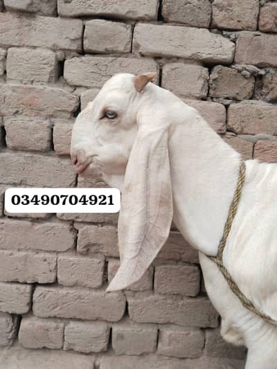 desi Bakra for sale