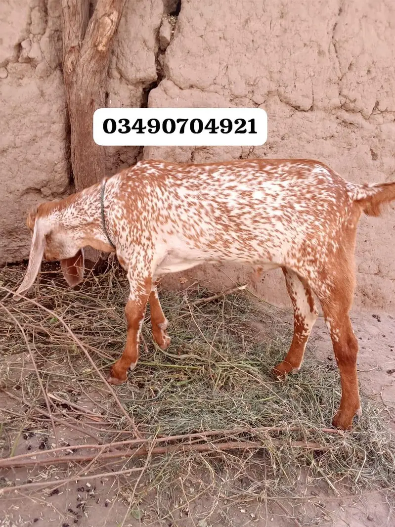 desi Bakra for sale — photo 2