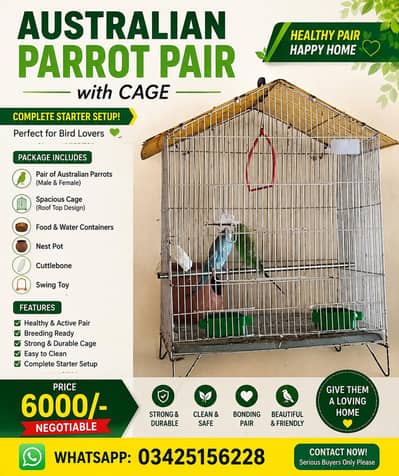 austrailian parrot