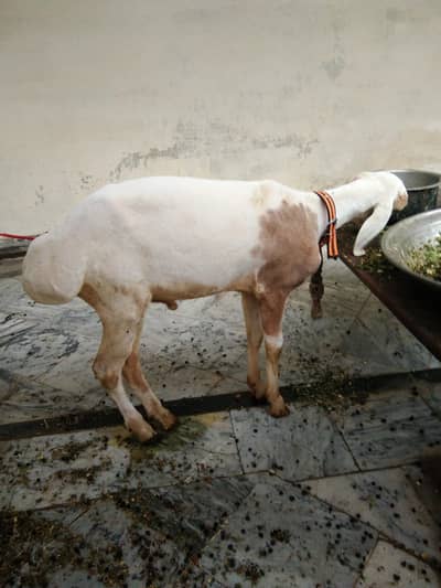 dumba Ache nasal ka