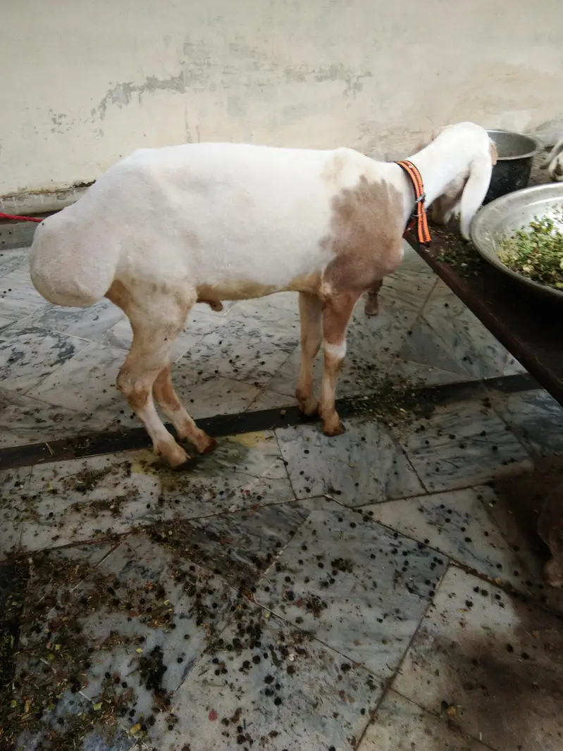 dumba Ache nasal ka — photo 2