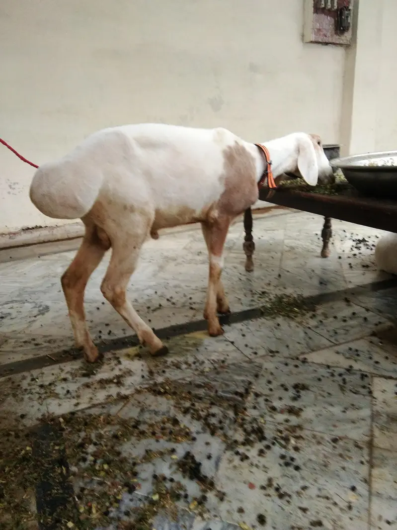 dumba Ache nasal ka — photo 3