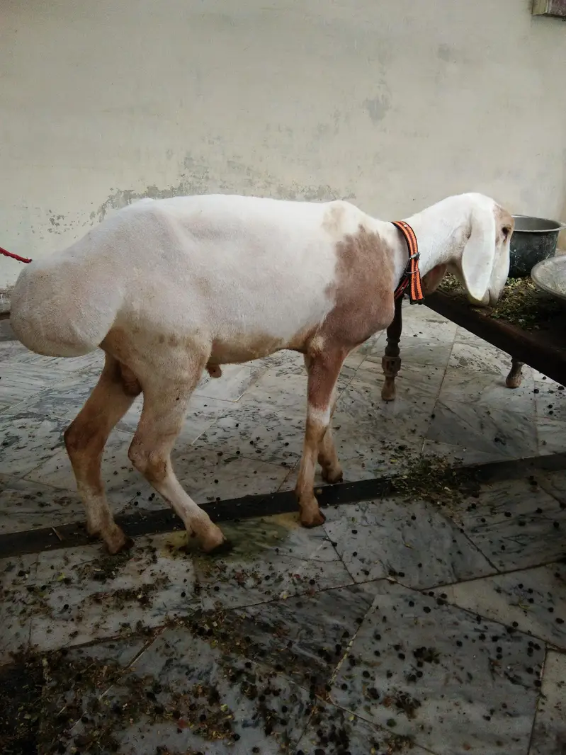 dumba Ache nasal ka — photo 4