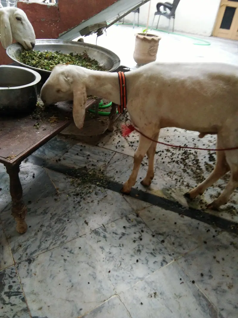 dumba Ache nasal ka — photo 5