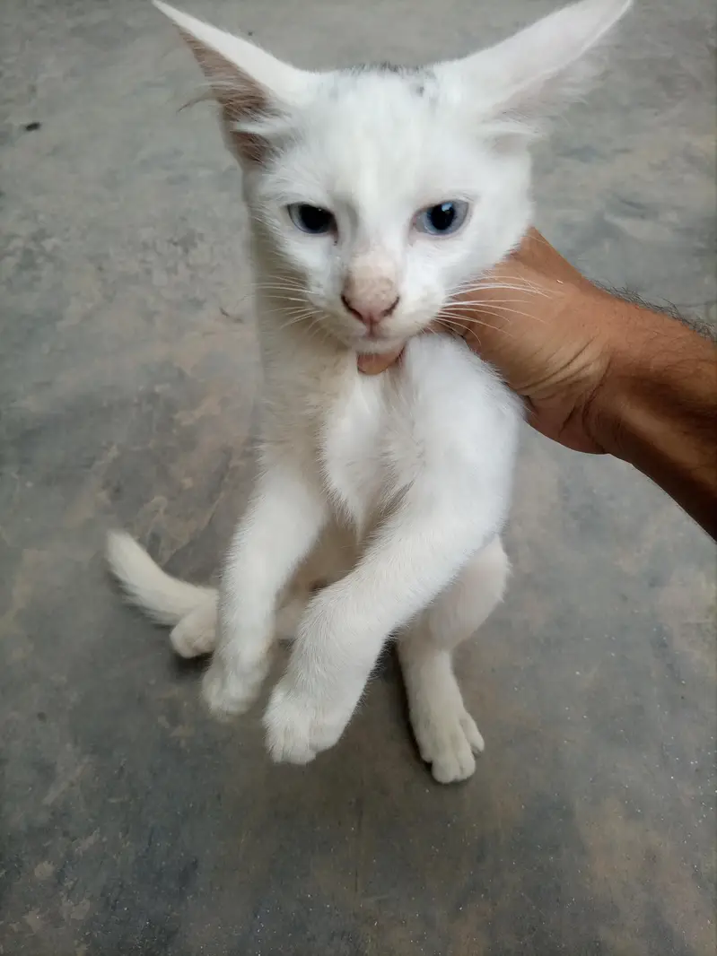 person cat for slae — photo 3