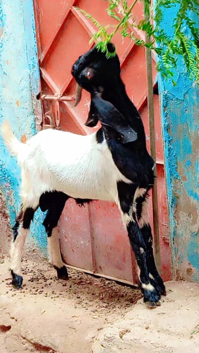 new add 2 dant bakra  urgent sale
