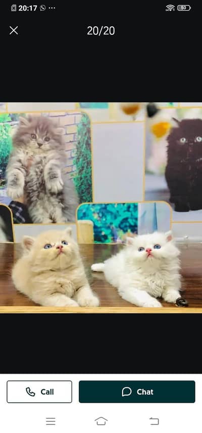 Persian cat for sale male or female my WhatsApp number309=52=38=470
