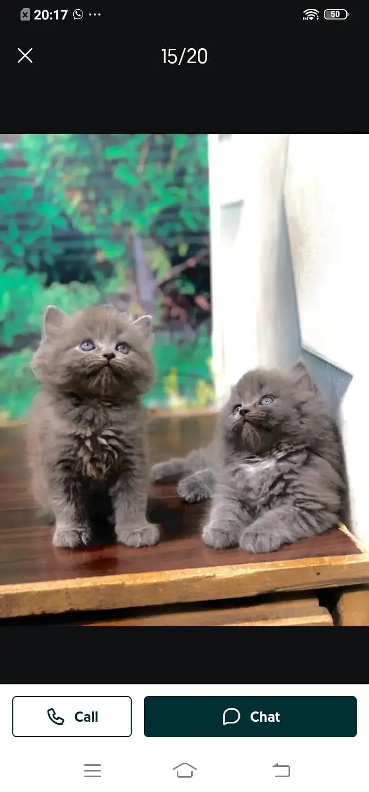 Persian cat for sale male or female my WhatsApp number309=52=38=470 — photo 2