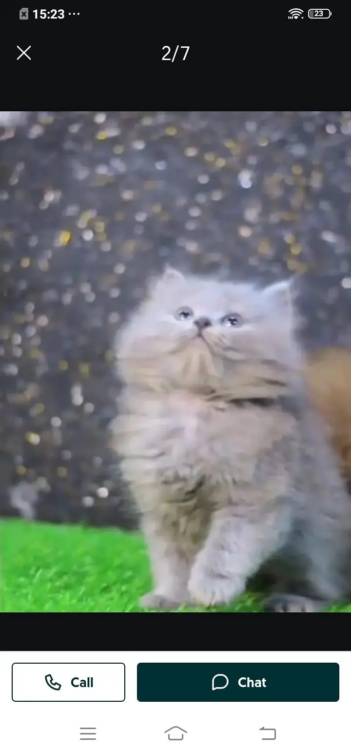 Persian cat for sale male or female my WhatsApp number309=52=38=470 — photo 4