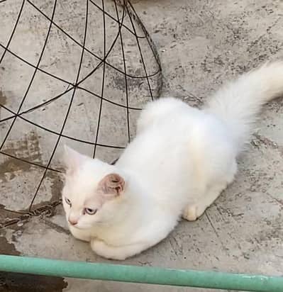 male kitten