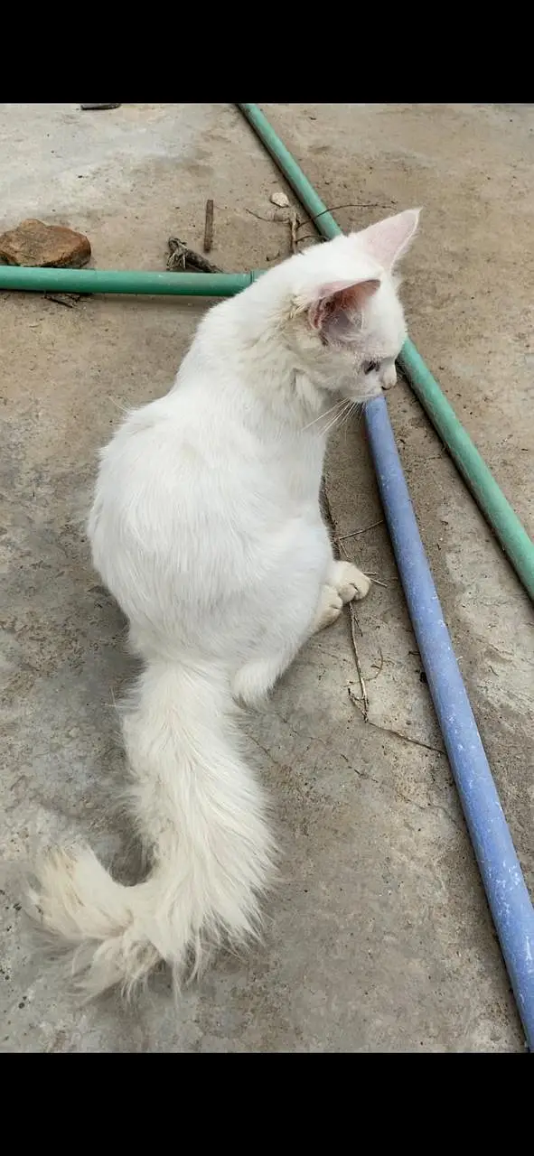 male kitten — photo 2