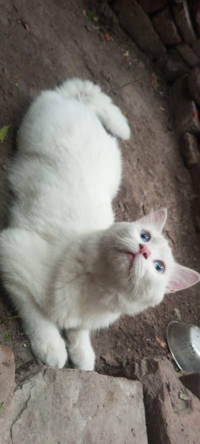 Persian White Mela Cat Weight 3 to 4 kg Triple Cotted fully Healthy