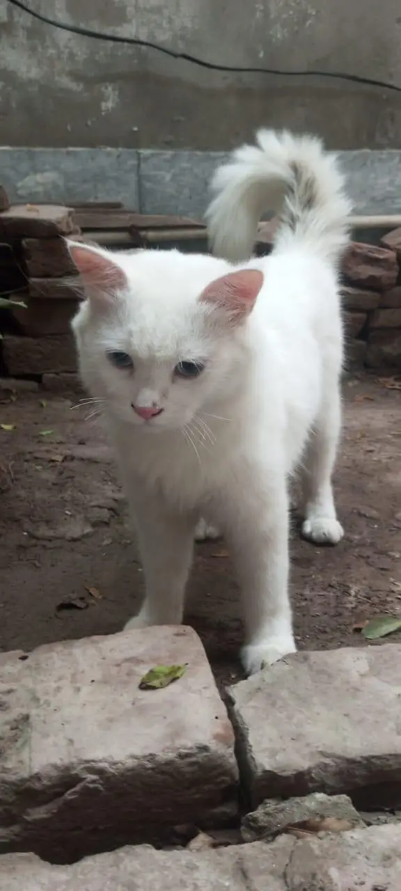 Persian White Mela Cat Weight 3 to 4 kg Triple Cotted fully Healthy — photo 2