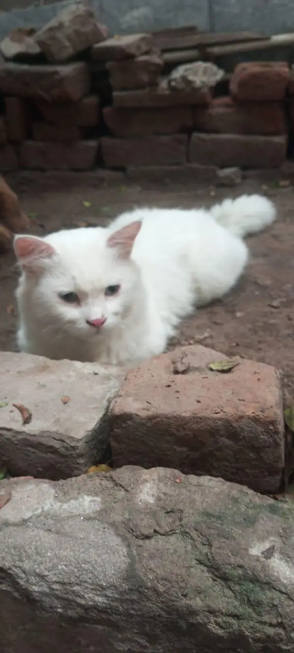 Persian White Mela Cat Weight 3 to 4 kg Triple Cotted fully Healthy — photo 3