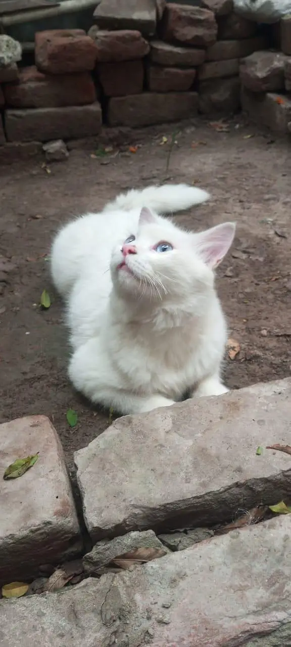 Persian White Mela Cat Weight 3 to 4 kg Triple Cotted fully Healthy — photo 4