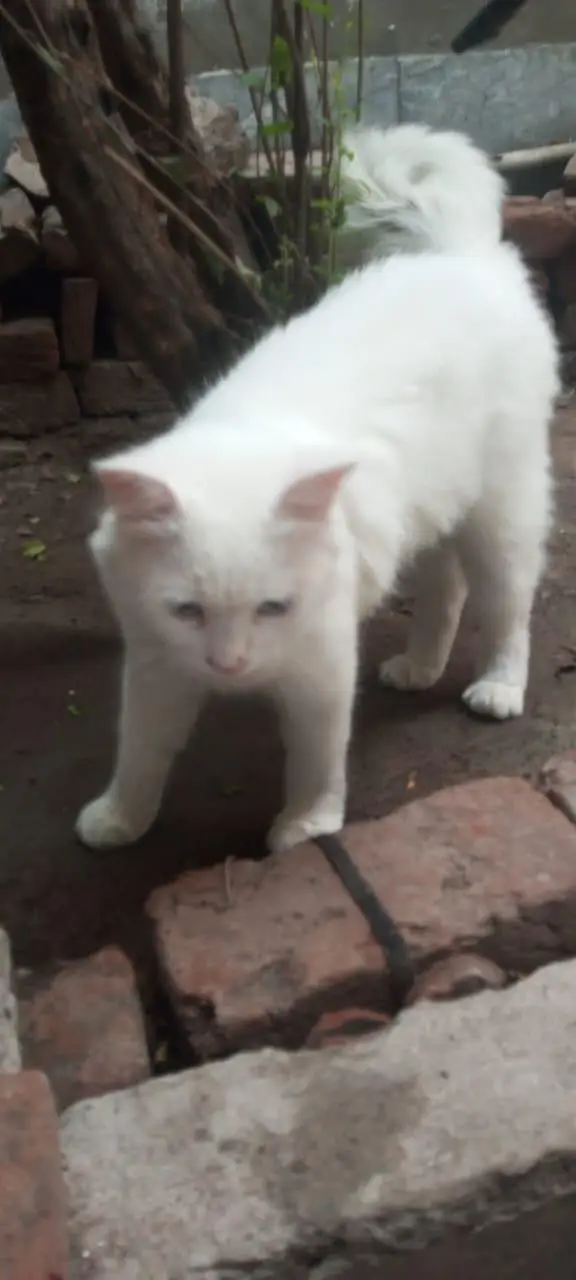 Persian White Mela Cat Weight 3 to 4 kg Triple Cotted fully Healthy — photo 5