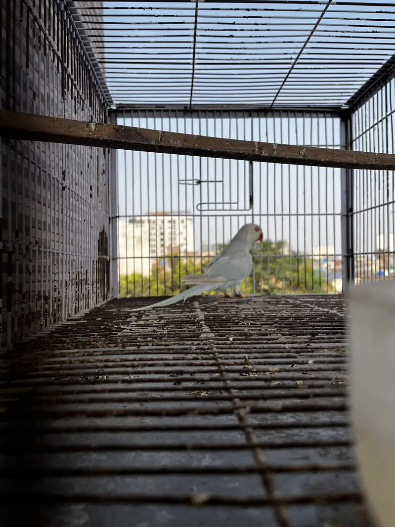 Blue lacewing female/ working parrot female — photo 2