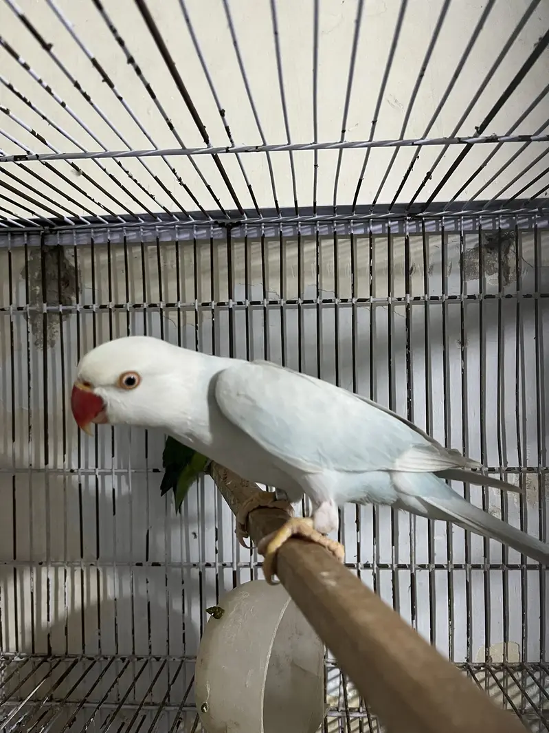 Blue lacewing female/ working parrot female — photo 3