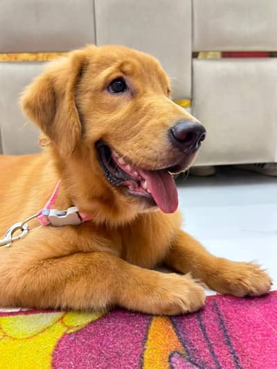 Golden retriever bht achi female hy