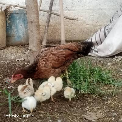 aseel murghi + 8 chuze for sale