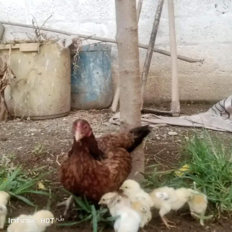 aseel murghi + 8 chuze for sale — photo 2