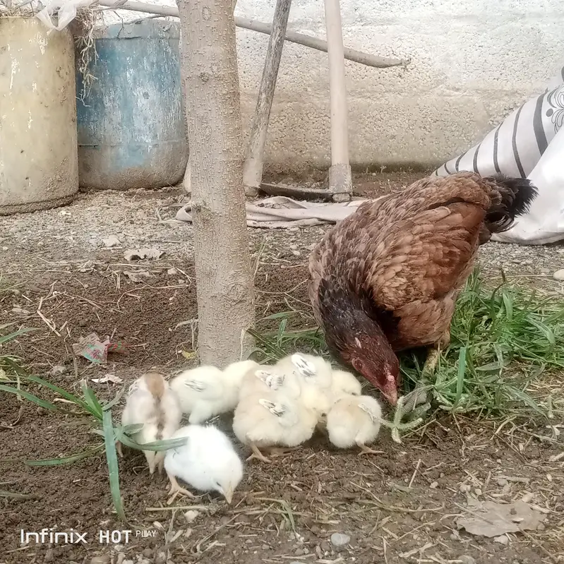 aseel murghi + 8 chuze for sale — photo 3