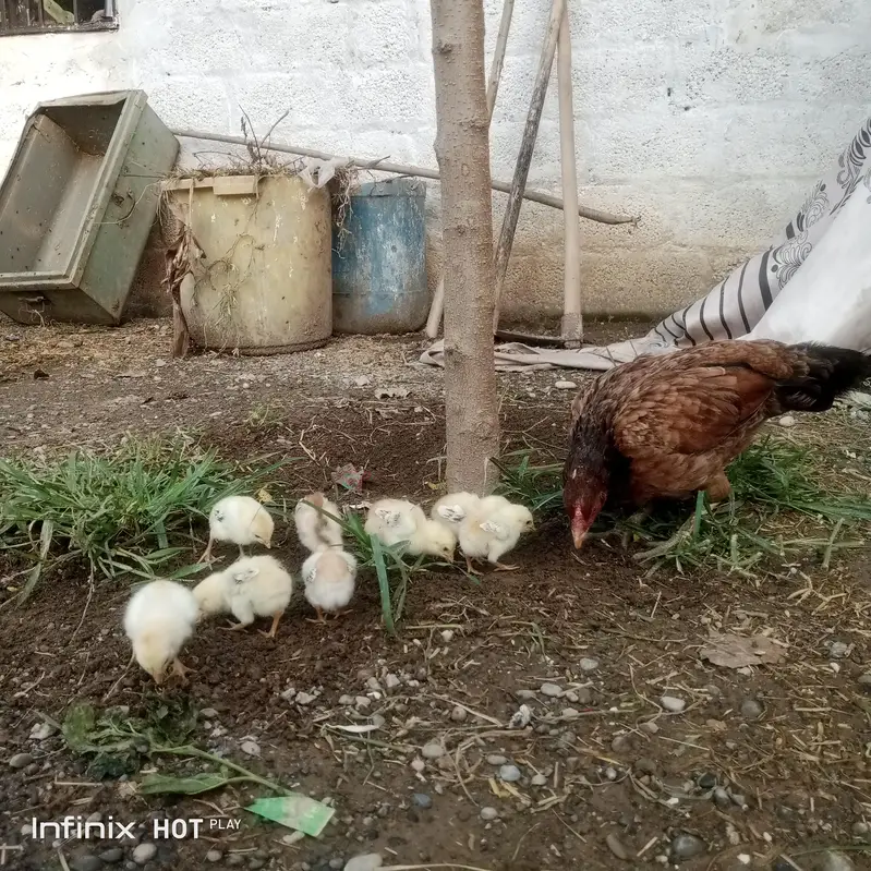 aseel murghi + 8 chuze for sale — photo 4