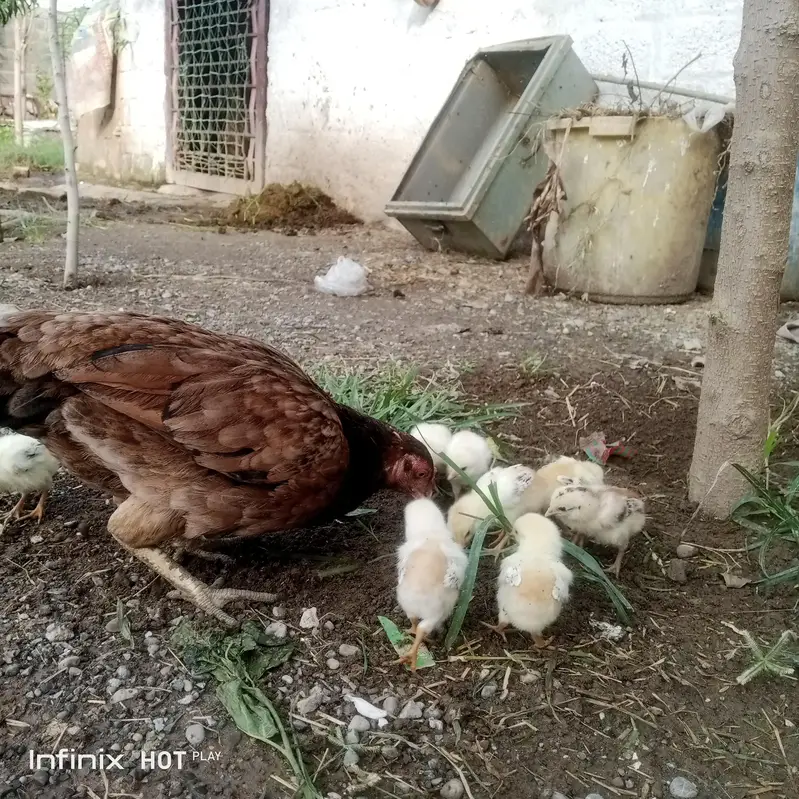 aseel murghi + 8 chuze for sale — photo 5