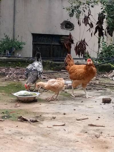 pullets chicks healthy