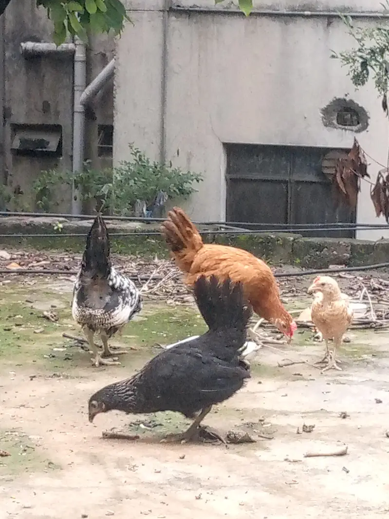 pullets chicks healthy — photo 2