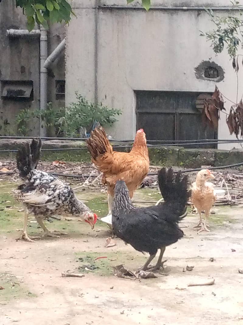pullets chicks healthy 2