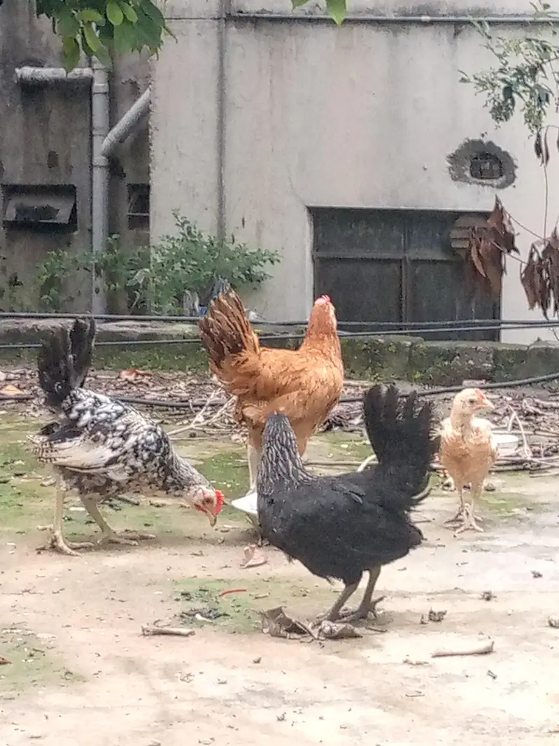 pullets chicks healthy — photo 3