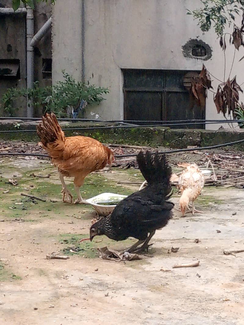 pullets chicks healthy 3